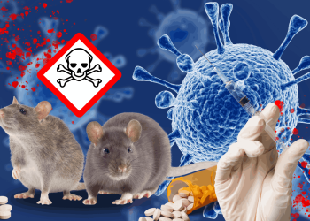 Ilustrasi virus yang muncul dari tikus.