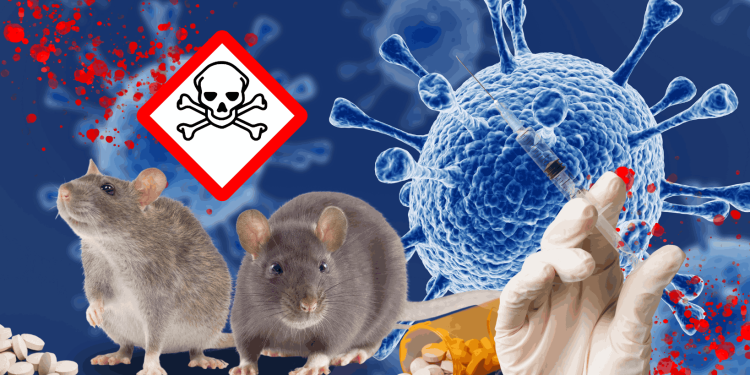 Ilustrasi virus yang muncul dari tikus.