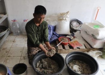 Pasar Anyar Tangerang mengolah sampah organik menjadi pakan ternak tinggi protein melalui budi daya maggot BSF