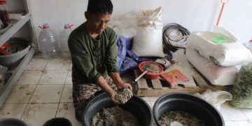 Pasar Anyar Tangerang mengolah sampah organik menjadi pakan ternak tinggi protein melalui budi daya maggot BSF